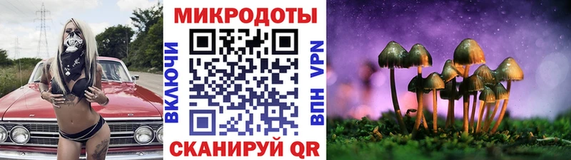 купить  сайты  Злынка  Галлюциногенные грибы Psilocybe 
